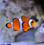 Image result for Green Saltwater Fish
