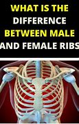Image result for Male and Female Rib Cage