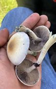 Image result for Shrooms That Make You Trip