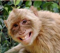 Image result for Monkey Screensavers