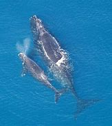 Image result for Baleen Whale Calf