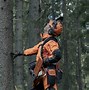 Image result for Chainsaw Technique Tree Felling