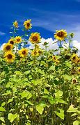 Image result for Sunflower Field Near Me