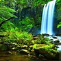 Image result for Amazon Green Forest