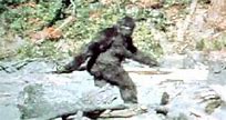 Image result for images of sasquatch