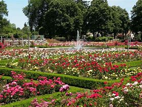 Image result for Rose Garden Portland Oregon