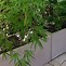 Image result for Indoor Bamboo Planter Box