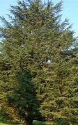 Image result for Cedar Tree Facts