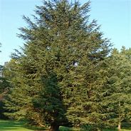 Image result for Cedar Tree Facts