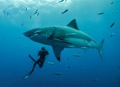 Image result for Biggest Shark Recorded