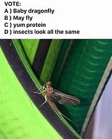 Image result for Dragonfly Humor