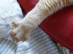 Image result for public domain picture of white cats paws