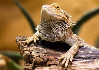 Image result for reptile pet images