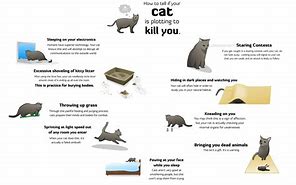 Image result for How to Tell If Your Cat Is Plotting to Kill You