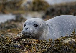 Image result for Baby Harbor Seal