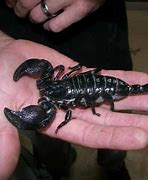 Image result for Largest Scorpion in the World