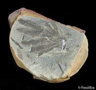 Image result for Horsetail Plant Fossil