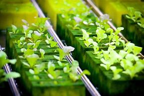 Image result for Hydroponics Pros and Cons