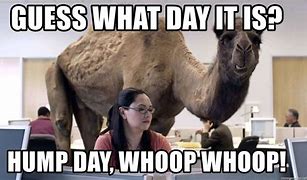 Image result for Good Morning Hump Day Funny