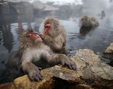 Image result for Japan Monkey