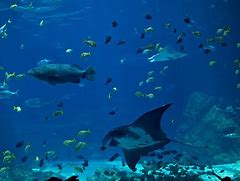 Image result for Georgia Aquarium Fish