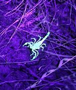 Image result for Bioluminescent Scorpion