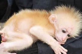 Image result for Newborn Macaque Monkeys