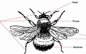 Image result for Bee Anatomy