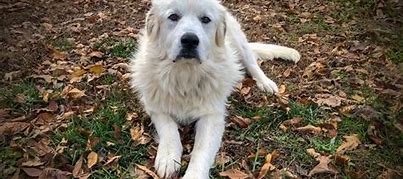 Image result for Great Pyrenees