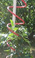 Image result for Spiral Tomato Stakes Extra Long
