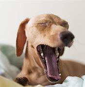 Image result for Dog Waking Up