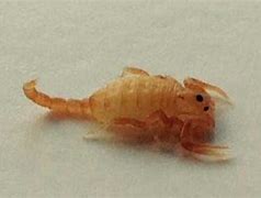 Image result for Arizona Bark Scorpion Baby