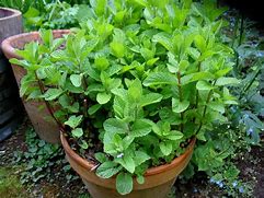 Image result for Potted Mint Plant