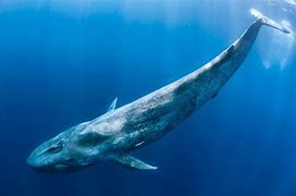 Image result for Largest Animal On Planet