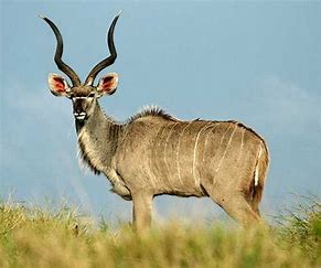 Image result for images of kudu