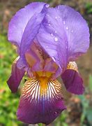 Image result for Iris Japanese Garden Paintings