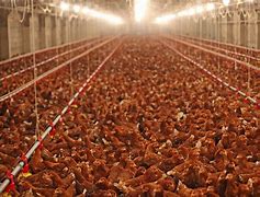 Image result for Inhumane Chicken Farm