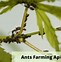 Image result for Ants Farm Aphids
