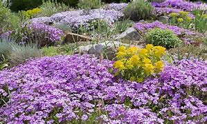 Image result for Groundcovers Perennials