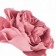 Image result for Pink Wall Art
