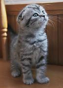 Image result for Silver Bengal