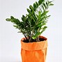 Image result for Potted Houseplants