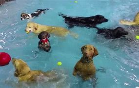 Image result for Dogs Funny Pool Party