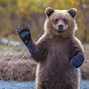 Image result for Funny Bear Face