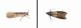 Image result for Furniture Moths