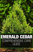 Image result for Emerald Cedar Trees