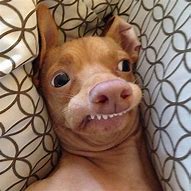 Image result for Tuna the Dog Funny