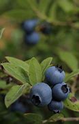 Image result for Wild Blueberry