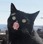 Image result for Funny Cat Potraits