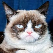 Image result for Meh Face Cat